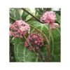 Hoya Sp. Aff. Clandestina (fleur De Porcelaine, Fleur De Cire) Rose - Taille Pot De 2 Litres - 20/40 Cm -VIDA Plantes Magasin 64039202798879.60286442