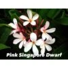 Plumeria Rubra "pink Singapore Dwarf" (frangipanier) Blanc - Taille Pot De 2 Litres ? 20/30 Cm -VIDA Plantes Magasin 64039204e5c0f6.35967032