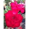 Adenium Obesum Cv. Veitnum Red Rouge - Taille Caudex D'environ 2000g 25/30cm Très Gros Caudex -VIDA Plantes Magasin 640392077aaf93.91942839