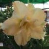 Adenium Obesum Cv.golden Dragon Jaune - Taille Caudex D'environ 300g 20/25cm 1 Adenium Obesum Cv.golden Dragon Jaune - Taille Caudex D'environ 300g 20/25cm -VIDA Plantes Magasin 6403920a5dabc0.45719672