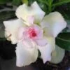 Adenium Obesum Cv.tivanon White Blanc Et Rose - Taille Caudex D'environ 300g 20/25cm -VIDA Plantes Magasin 6403920bda21f7.98631492