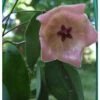 Hoya Patella Pink (fleur De Porcelaine, Fleur De Cire) Rose - Taille Pot De 2 Litres - 20/40 Cm -VIDA Plantes Magasin 6403920d63e2e1.94104974