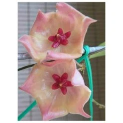 Hoya Patella Pink (fleur De Porcelaine, Fleur De Cire) Rose - Taille Pot De 2 Litres - 20/40 Cm -VIDA Plantes Magasin 6403920d67c0d9.47024577