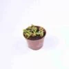 Dionaea Muscipula (dionée, Attrape-mouches De Vénus) Taille Pot De 0.7 Litre -VIDA Plantes Magasin 6403920ee38b19.52708324