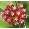 Hoya Affinis (fleur De Porcelaine, Fleur De Cire) Rouge - Taille Pot De 2 Litres - 20/40 Cm -VIDA Plantes Magasin 640392132adcd6.78077519