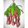 Nephentes Alata (plante Carnivore) Taille Pot De 2 Litres ? 30/40 Cm 1 Nephentes Alata (plante Carnivore) Taille Pot De 2 Litres ? 30/40 Cm -VIDA Plantes Magasin 6403921460c815.58670353