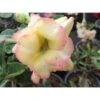 Adenium Obesum Cv.banburi Yellow Jaune Rose - Taille Caudex D'environ 2000g 25/30cm Très Gros Caudex -VIDA Plantes Magasin 64039215b397f8.43121215
