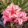 Adenium Obesum Cv.arrow Rose - Taille Caudex D'environ 2000g 25/30cm Très Gros Caudex -VIDA Plantes Magasin 64039218347512.34537358