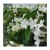 Stephanotis Floribunda (jasmin De Madagascar) Taille Pot De 2 Litres ? 40/60 Cm -VIDA Plantes Magasin 6403921eb81505.52082345