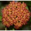 Hoya Valmayoriana (fleur De Porcelaine, Fleur De Cire) Orange - Taille Pot De 2 Litres - 20/40 Cm -VIDA Plantes Magasin 640392201982a0.14949775
