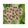 Hoya Brevialata (fleur De Porcelaine, Fleur De Cire) Taille Pot De 2 Litres - 20/40 Cm - Blanche -VIDA Plantes Magasin 640392230453e8.62770176