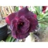 Adenium Obesum Cv.ammata Taille Caudex D'environ 300g 20/25cm - Rouge-violet 1 Adenium Obesum Cv.ammata Taille Caudex D'environ 300g 20/25cm - Rouge-violet -VIDA Plantes Magasin 6403922479d654.62782483