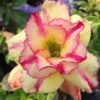 Adenium Obesum Cv.thong Yod Jaune Et Rouge - Taille Caudex D'environ 300g 20/25cm -VIDA Plantes Magasin 6403922611b1a6.49356406