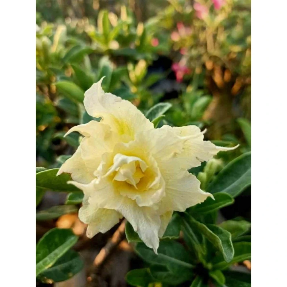Adenium Obesum Cv.pie Apple Jaune - Taille Caudex D'environ 150g 3 Adenium Obesum Cv.pie Apple Jaune - Taille Caudex D'environ 150g