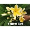 Plumeria Rubra "yellow Bird" (frangipanier) Jaune - Taille Pot De 2 Litres ? 20/30 Cm