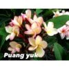 Plumeria Rubra "puang Yuk" (frangipanier) Jaune - Taille Pot De 2 Litres ? 20/30 Cm -VIDA Plantes Magasin 640392302e5ed3.27654074