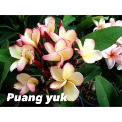 Plumeria Rubra "puang Yuk" (frangipanier) Jaune - Taille Pot De 2 Litres ? 20/30 Cm