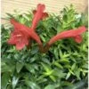 Aeschynanthus Hybride "japhrolepis" Taille Pot De 2 Litres - 20/60 Cm - Rouge -VIDA Plantes Magasin 6403923307a876.41231028