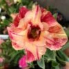 Adenium Obesum Cv.maree R Orange - Taille Caudex D'environ 150g -VIDA Plantes Magasin 6403923478f027.60691958
