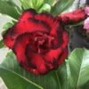 Adenium Obesum Cv.dragon Blood Rouge - Taille Caudex D'environ 300g 20/25cm -VIDA Plantes Magasin 640392385730b3.14453748
