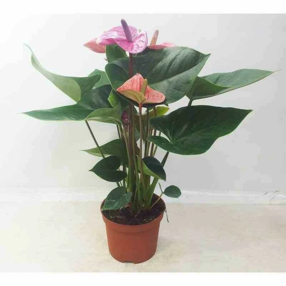 Anthurium Andreanum Rose Cavalli (anthure Flamant Rose, Langue De Feu) Taille Pot De 1 Litre- 40/60cm 3 Anthurium Andreanum Rose Cavalli (anthure Flamant Rose, Langue De Feu) Taille Pot De 1 Litre- 40/60cm
