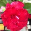 Adenium Obesum Cv.triple Red Rouge - Taille Caudex D'environ 150g -VIDA Plantes Magasin 6403923b3f75b3.39917595