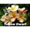 Plumeria Rubra "dwarf Yellow" (frangipanier) Taille Pot De 2 Litres ? 20/30 Cm - Jaune Et Blanc -VIDA Plantes Magasin 6403923cbac707.68680865