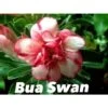 Adenium Obesum Cv.bua Swan Jaune Et Rouge - Taille Caudex D'environ 150g -VIDA Plantes Magasin 640392428914d1.49345612