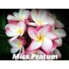 Plumeria Rubra "miss Pratum" (frangipanier) Taille Pot De 2 Litres ? 20/30 Cm - Tricolor 1 Plumeria Rubra "miss Pratum" (frangipanier) Taille Pot De 2 Litres ? 20/30 Cm - Tricolor -VIDA Plantes Magasin 64039244eb3cb2.51141192