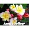 Plumeria Rubra "jantra Yellow" (frangipanier) Taille Pot De 2 Litres ? 20/30 Cm - Tricolor -VIDA Plantes Magasin 640392472d5975.14405685