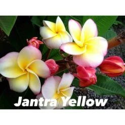 Plumeria Rubra "jantra Yellow" (frangipanier) Taille Pot De 2 Litres ? 20/30 Cm - Tricolor
