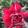 Adenium Obesum Cv.bai Lay Red Rouge - Taille Caudex D'environ 300g 20/25cm -VIDA Plantes Magasin 64039248354987.10990893