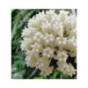Hoya Loyceandrewsiana (fleur De Porcelaine, Fleur De Cire) Taille Pot De 2 Litres - 20/40 Cm -VIDA Plantes Magasin 6403924aace4c7.71307836