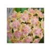Hoya Vitellina (fleur De Porcelaine, Fleur De Cire) Taille Pot De 2 Litres - 20/40 Cm - Jaune Rose -VIDA Plantes Magasin 6403924c166ae9.83165352