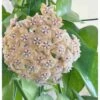 Hoya Fraterna (fleur De Porcelaine, Fleur De Cire) Taille Pot De 2 Litres - 20/40 Cm - Jaune Rose -VIDA Plantes Magasin 6403924db465b7.57343968