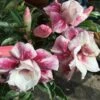 Adenium Obesum Cv.muang Prasertsri Blanc Et Rose - Taille Caudex D'environ 150g -VIDA Plantes Magasin 64039251eb94a4.37322393