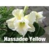 Adenium Obesum Cv.hussadee Yelow Blanc - Taille Caudex D'environ 300g 20/25cm -VIDA Plantes Magasin 64039254b651f8.67839412