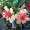 Adenium Obesum Cv.sherbet Jaune Et Rouge - Taille Caudex D'environ 300g 20/25cm -VIDA Plantes Magasin 6403925616d4b6.13204094