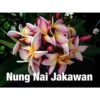 Plumeria Rubra "nung Nai Jakawan" (frangipanier) Taille Pot De 2 Litres ? 20/30 Cm - Blanc/jaune/rose -VIDA Plantes Magasin 640392574f3066.41263542