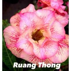 Adenium Obesum Cv.ruong Thong Jaune Rose - Taille Caudex D'environ 300g 20/25cm -VIDA Plantes Magasin 64039258a95f40.31707041