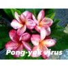 Plumeria Rubra "pong Yok Virus" (frangipanier) Taille Pot De 2 Litres ? 20/30 Cm - Blanc/jaune/rose -VIDA Plantes Magasin 6403925e188ff8.41427186