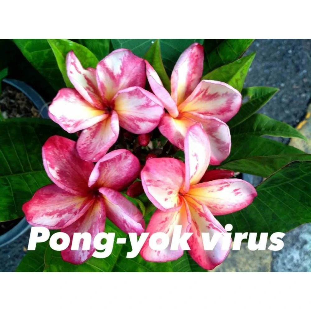 Plumeria Rubra "pong Yok Virus" (frangipanier) Taille Pot De 2 Litres ? 20/30 Cm - Blanc/jaune/rose 3 Plumeria Rubra "pong Yok Virus" (frangipanier) Taille Pot De 2 Litres ? 20/30 Cm - Blanc/jaune/rose