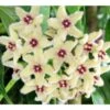 Hoya Buotii (fleur De Porcelaine, Fleur De Cire) Taille Pot De 2 Litres - 20/40 Cm - Blanc Et Rose -VIDA Plantes Magasin 6403925f97d320.93178062