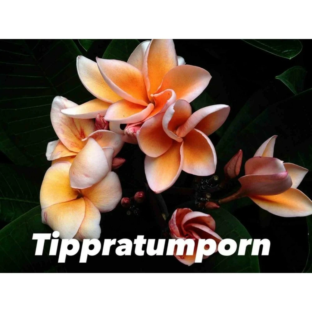 Plumeria Rubra "tippratumporn" (frangipanier) Orange - Taille Pot De 2 Litres ? 20/30 Cm 3 Plumeria Rubra "tippratumporn" (frangipanier) Orange - Taille Pot De 2 Litres ? 20/30 Cm
