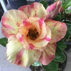 Adenium Obesum Cv.prarod Meri Jaune Rose - Taille Caudex D'environ 300g 20/25cm -VIDA Plantes Magasin 64039269a07e61.70167482