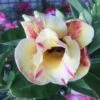 Adenium Obesum Cv.prarod Meri Jaune Rose - Taille Caudex D'environ 300g 20/25cm -VIDA Plantes Magasin 64039269a6cfb9.48850030
