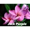 Plumeria Rubra "jack Purple" (frangipanier) Taille Pot De 2 Litres ? 20/30 Cm - Violet -VIDA Plantes Magasin 6403926b357d01.74623251