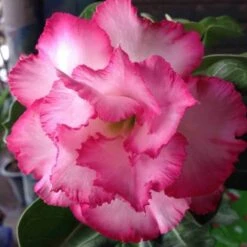 Adenium Obesum Cv.leera Pink Rose - Taille Caudex D'environ 2000g 25/30cm Très Gros Caudex -VIDA Plantes Magasin 640392709072b9.77914325
