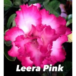 Adenium Obesum Cv.leera Pink Rose - Taille Caudex D'environ 2000g 25/30cm Très Gros Caudex -VIDA Plantes Magasin 64039270946044.54907129