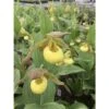 Cypripedium "kristy Lyn" (orchidées Terrestres) Taille Pot De 1 Litre - 0/60 Cm 1 Cypripedium "kristy Lyn" (orchidées Terrestres) Taille Pot De 1 Litre - 0/60 Cm -VIDA Plantes Magasin 6403941d9a50e4.73438239